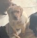 Labrador Retriever Puppies for sale in Chesterfield, MI 48051, USA. price: $1,000
