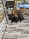Labrador Retriever Puppies for sale in Ventura, CA, USA. price: $800