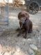 Labrador Retriever Puppies for sale in Randle, WA 98377, USA. price: NA