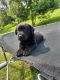 Labrador Retriever Puppies for sale in Hartsville, TN 37074, USA. price: $475