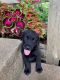 Labrador Retriever Puppies for sale in Paris, KY 40361, USA. price: $400
