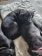 Labrador Retriever Puppies for sale in Federal Way, WA, USA. price: $700