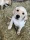 Labrador Retriever Puppies for sale in Mobile, AL, USA. price: $50,000