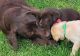 Labrador Retriever Puppies for sale in Ontario, OR 97914, USA. price: $500