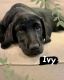 Labrador Retriever Puppies for sale in Donelson, Nashville, TN, USA. price: $450