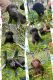 Labrador Retriever Puppies for sale in Scottville, MI 49454, USA. price: NA
