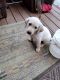 Labrador Retriever Puppies for sale in Shelton, WA 98584, USA. price: $800