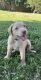 Labrador Retriever Puppies for sale in Gastonia, NC, USA. price: $600