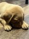 Labrador Retriever Puppies for sale in Gastonia, NC, USA. price: $600