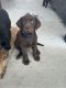 Labrador Retriever Puppies for sale in Moses Lake, WA 98837, USA. price: $1,000