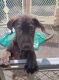Labrador Retriever Puppies for sale in Alafaya, FL 32825, USA. price: $800