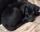 Labrador Retriever Puppies for sale in Freeport, IL 61032, USA. price: $300