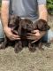 Labrador Retriever Puppies for sale in Hope Mills, NC, USA. price: $800