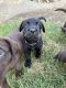 Labrador Retriever Puppies for sale in Stockton, CA, USA. price: $2,000