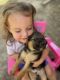 Labrador Retriever Puppies for sale in Gurdon, AR 71743, USA. price: $40