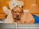 Labrador Retriever Puppies for sale in Dongola, IL 62926, USA. price: $500