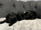 Labrador Retriever Puppies for sale in CEDAR E BETHL, MN 55011, USA. price: $650