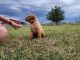 Labrador Retriever Puppies for sale in Okarche, OK 73762, USA. price: $300