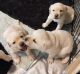 Labrador Retriever Puppies for sale in Greensboro, NC, USA. price: $1,200