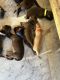Labrador Retriever Puppies for sale in Clintwood, VA 24228, USA. price: $650