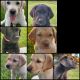 Labrador Retriever Puppies for sale in Westminster, MD, USA. price: $900