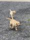 Labrador Retriever Puppies for sale in Sunbury, PA 17801, USA. price: $500