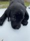 Labrador Retriever Puppies for sale in Greensboro, NC, USA. price: $650