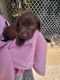 Labrador Retriever Puppies for sale in Franklin, OH 45005, USA. price: $80,000