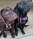 Labrador Retriever Puppies for sale in Franklin, OH 45005, USA. price: $800