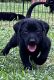 Labrador Retriever Puppies for sale in Selma, NC 27576, USA. price: $1,500