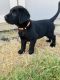 Labrador Retriever Puppies for sale in Westhoff, TX 77994, USA. price: $500