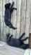 Labrador Retriever Puppies for sale in Harrodsburg, KY 40330, USA. price: $150