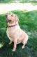Labrador Retriever Puppies for sale in Gooding, ID 83330, USA. price: $800