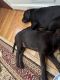 Labrador Retriever Puppies for sale in Roanoke, VA, USA. price: $1,000
