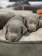 Labrador Retriever Puppies for sale in New Braunfels, TX, USA. price: $1,500