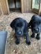 Labrador Retriever Puppies for sale in Greensboro, NC, USA. price: $650