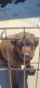 Labrador Retriever Puppies for sale in Hemet, CA 92545, USA. price: $700