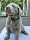 Labrador Retriever Puppies for sale in Birchwood, TN 37308, USA. price: $1,000