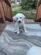 Labrador Retriever Puppies for sale in Shelton, WA 98584, USA. price: $250