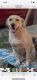 Labrador Retriever Puppies for sale in Columbus, OH, USA. price: $500