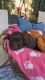 Labrador Retriever Puppies for sale in Fresno, CA, USA. price: $800