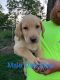 Labrador Retriever Puppies for sale in Cincinnati, IA 52549, USA. price: $350