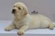 Labrador Retriever Puppies for sale in Mumbai, Maharashtra, India. price: 25,000 INR