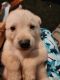 Labrador Retriever Puppies for sale in Newark, NJ, USA. price: $500