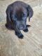 Labrador Retriever Puppies for sale in Franklin, OH 45005, USA. price: $80,000