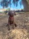 Labrador Retriever Puppies for sale in Fairfield, CA 94533, USA. price: $1,500
