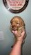 Labrador Retriever Puppies for sale in Broadway, NC, USA. price: $1,000