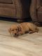 Labrador Retriever Puppies for sale in Brooklyn, NY, USA. price: $800