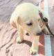 Labrador Retriever Puppies for sale in Summerfield, FL 34491, USA. price: $600
