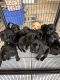 Labrador Retriever Puppies for sale in Cookeville, TN, USA. price: $1,500